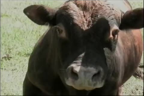 Tthis manse homosexual mans get Tthis manir Freak On In A Barn