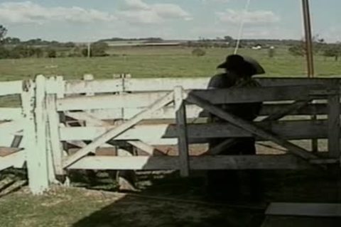 homosexual Cowstuds In Brokeback plow And suck