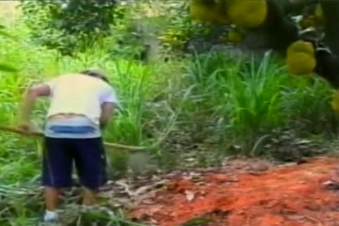 Tail Gators - Scene 1