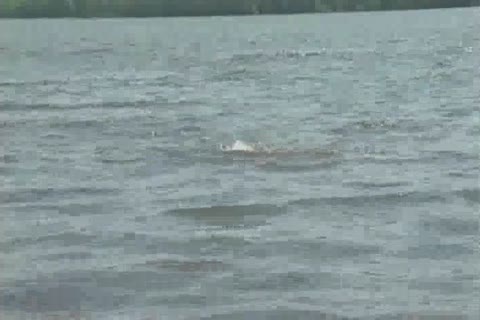 Lifeguard