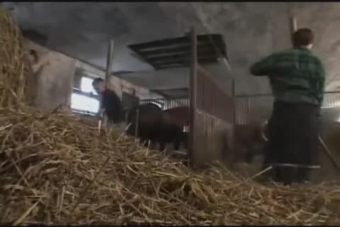 soaked BB Farmchaps III