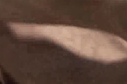 delicious kissing And drilling