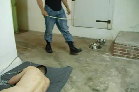 Dog teaching