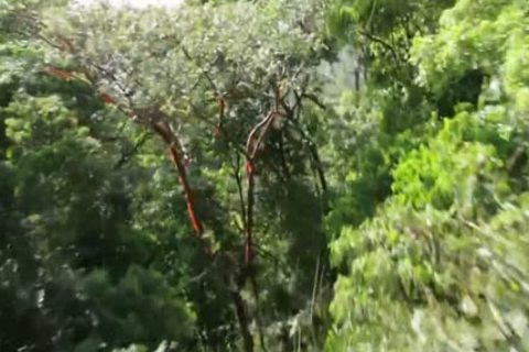 Stream