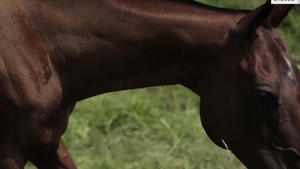 Inexperienced Farmer Gets Help from Hot Czech Guy